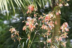 Acridocarpus smeathmanii